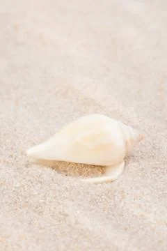 Seashell on white sand beach - vertical shoot Stock Photos