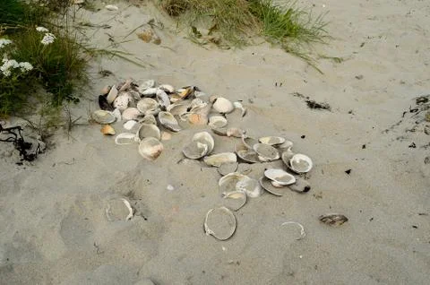 Seashell on white sandy summer beach close up Stock Photos