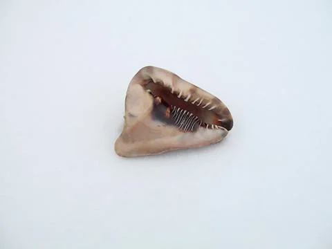 Seashell on white snow Stock Photos