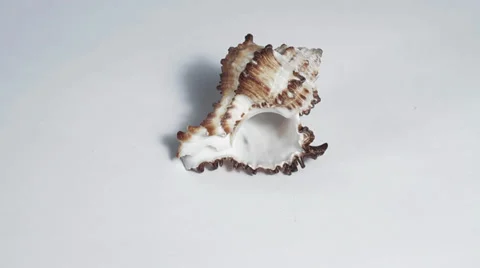 Seashell on white turning close up Stock Footage 33732054