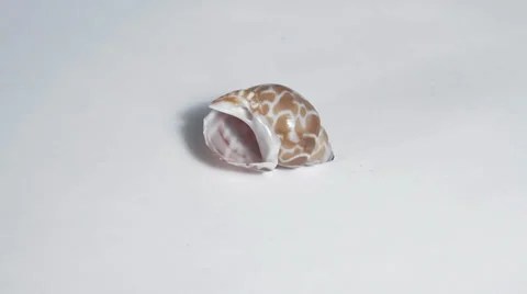 Seashell on white turning close up Stock Footage 33732059