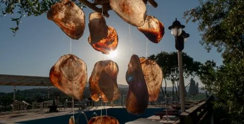 Seashell windchimes backlit by sun Stock Photos