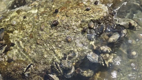 Seashell winkle or periwinkle and wild mussels on rock Video stock 113524159