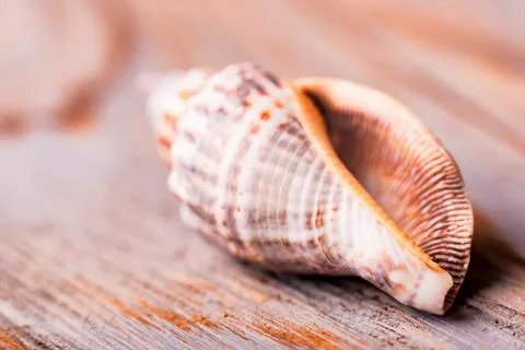 Seashell on wooden background close 스톡 사진