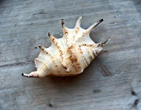 Seashell on wooden background Stock-Fotos