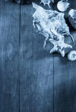 Seashell on wooden background Stock Photos