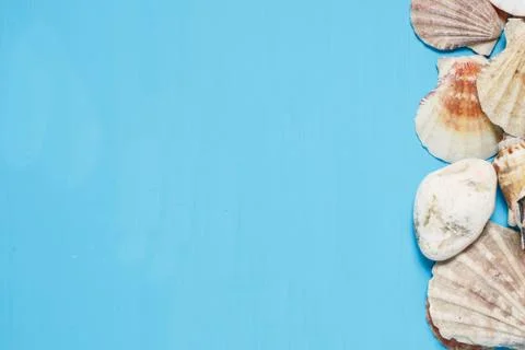 Seashell on wooden background texture Stock Photos