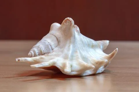 Seashell on a wooden table Stock Photos