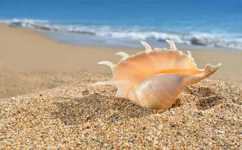 Seashell on the yellow beach sand Stock Photos