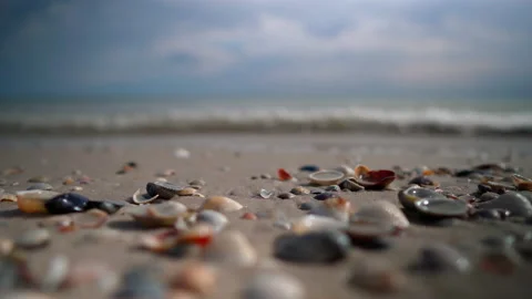 Seashells 012 Stock Footage 156813365