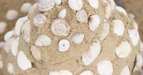 Seashells 2 Stock Footage 132603368