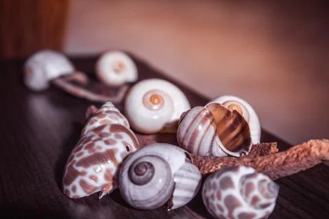 Seashells 2 Stock Photos