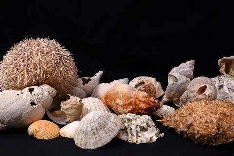 Seashells against a black background Stock Photos