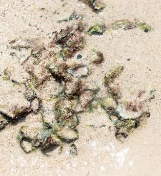 Seashells with algae on the sand by the sea Stock Photos