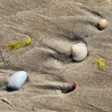Seashells and algae on wet sand with traces of sea waves Stock Photos