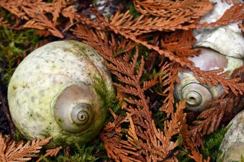 Seashells and cedar branches Stock Photos