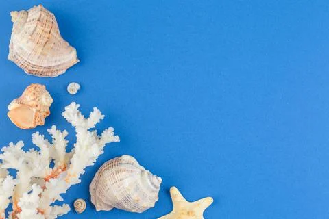 Seashells and corals on blue background Stock Photos