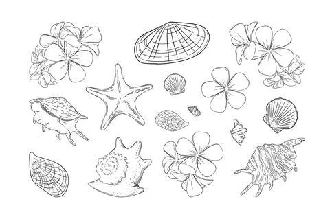 Seashells and frangipani set. Shells and plumera flowers isolated in white Stock Illustration