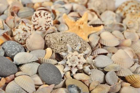 Seashells and pebbles close-up Stock Photos