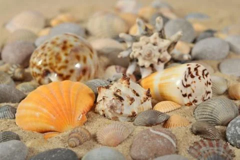 Seashells and pebbles close-up Stock Photos