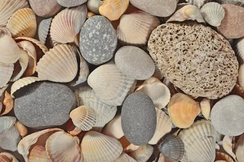 Seashells and pebbles close-up Stock Photos