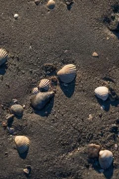 Seashells and pebbles scattered on dark sand. 写真素材