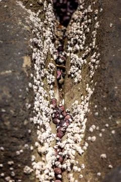Seashells and polyps between stones over water. Stock-Fotos