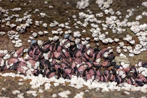 Seashells and polyps between stones over water, horisontal orientation. Stock Photos
