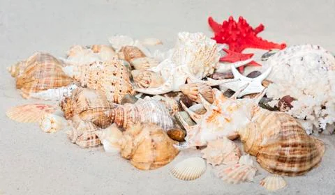 Seashells and red seastars on the sand, summer beach background with copy spa Stock Photos