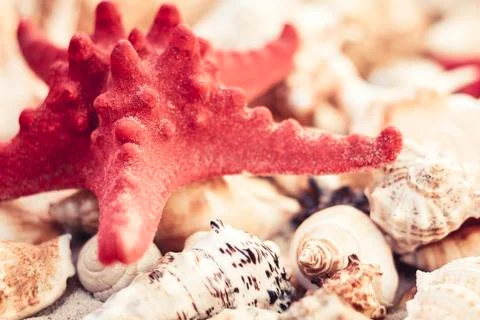Seashells and red seastars on the sand, summer beach background with copy spa Stock Photos