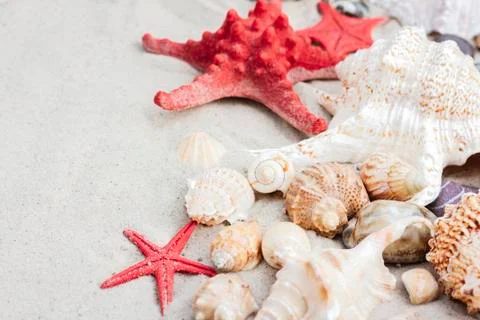 Seashells and red seastars on the sand, summer beach background with copy spa Stock Photos