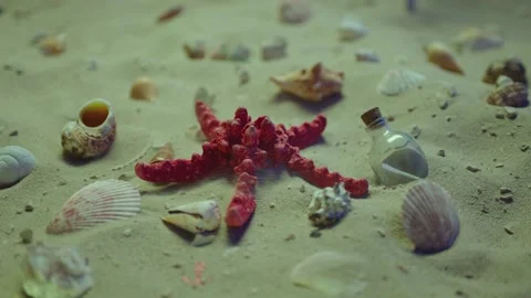Seashells and red starfish lying on the sand . Wind blows , sand rising up Stock Footage 185023533