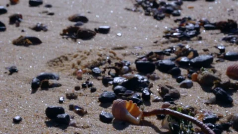 Seashells and Rocks on a Beach (Pull Focus) Video stock 102272163