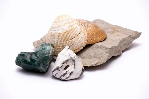 Seashells and rocks. Stock Photos