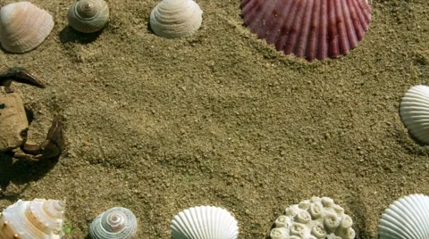 Seashells and Sand on a Green Screen. Stock Footage 55280755