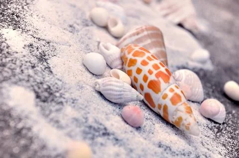 Seashells and sand Stock Photos