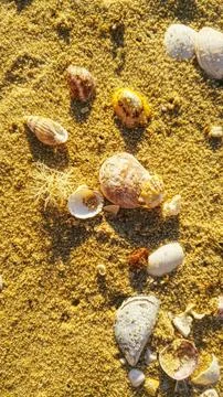 Seashells and Small Marine Objects on Golden Sandy Beach at Sunrise Stock Photos
