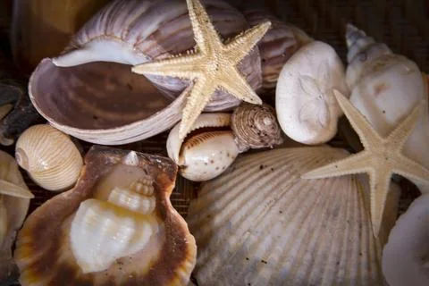 Seashells and starfish close up 库存照片