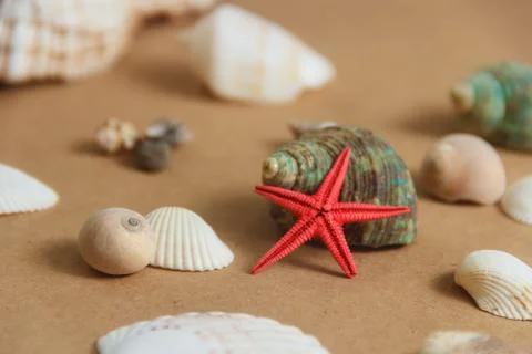 Seashells and starfish on light background Stock Photos