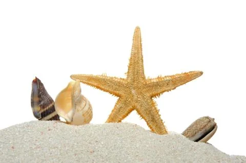Seashells and starfish Stock Photos