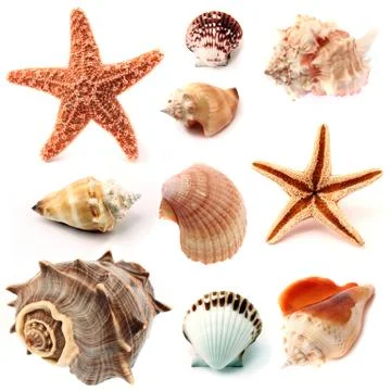 Seashells and starfish Stock Photos