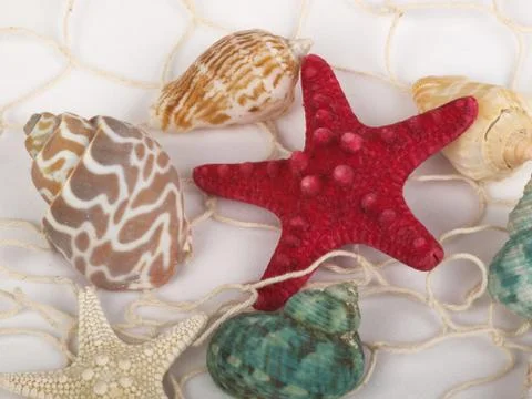 Seashells and starfish Stock Photos