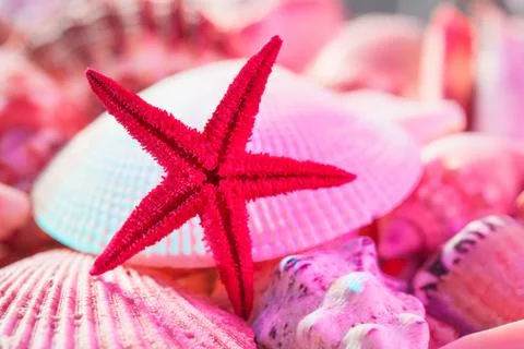 Seashells and starfish Stock Photos