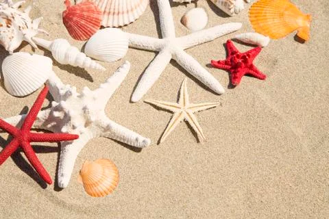 Seashells and starfish Stock Photos