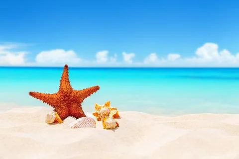 Seashells and starfish on white sandy beach with turquoise water background.. Stock Photos