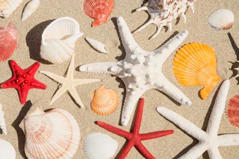 Seashells and starfishes 스톡 사진