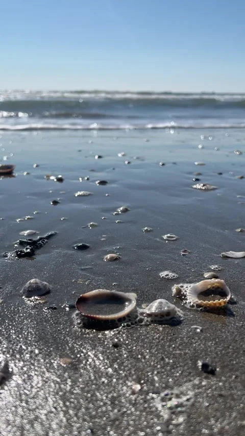 Seashells and Waves on a Sunny Beach Stock Footage 310939276