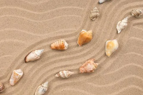 Seashells and a zigzag from the sand. Stock Photos