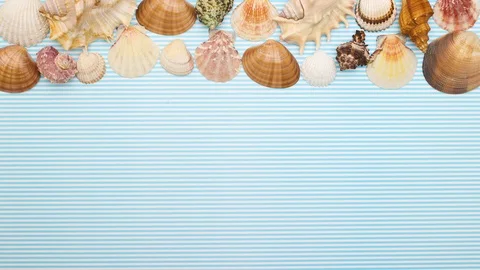 Seashells appear on top of blue summer background - Stop motion 스톡 동영상 128573715