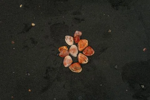 Seashells arranged in circular flower-like pattern on black volcanic sand c.. Stock Photos